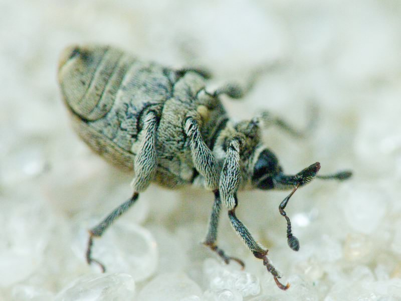 Sibinia pellucens (Scopoli, 1772)